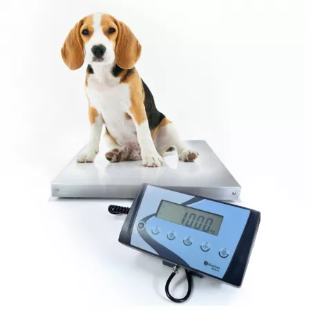 Balance vétérinaire (15kg-300kg) BAXTRAN APS | Balances pro